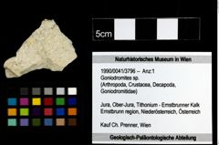 Foto (Objekt + Etiketten) von Goniodromites sp. 